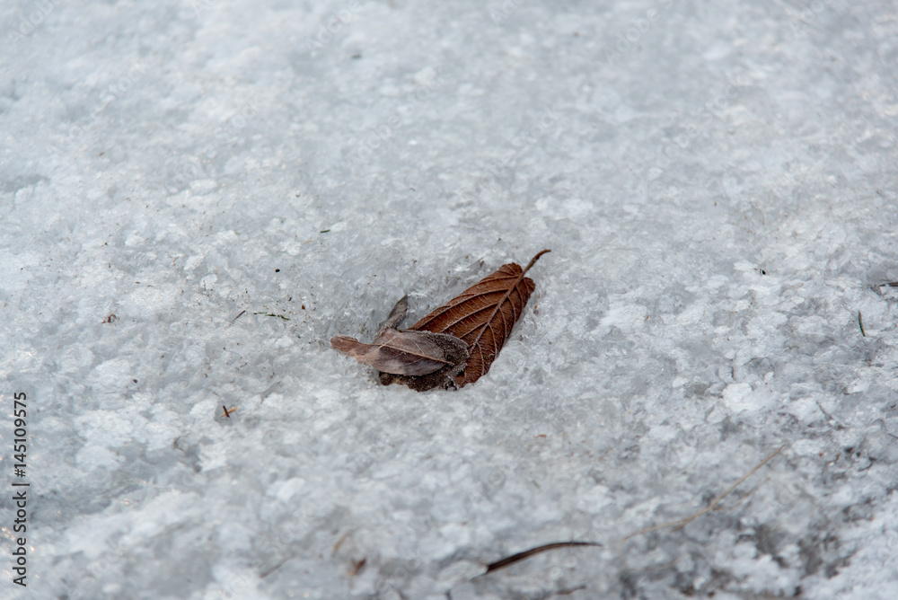 Obraz premium Ice creek. Spring is coming