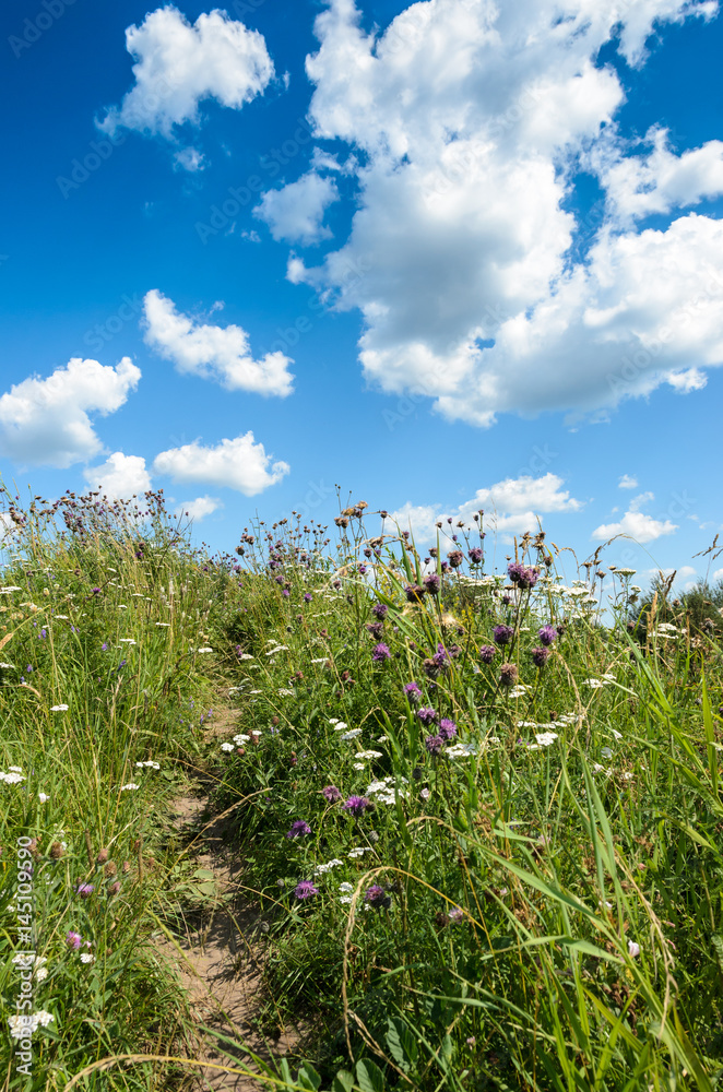 Summer meadow landscape with a blue sky. 