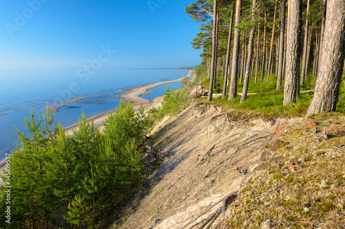 Pine forest on the beach of the Baltic Sea coastline, Latvia. photo