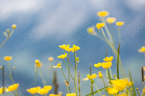 buttercup flowers on pasture with view of mountain chain Dachsteinmassiv