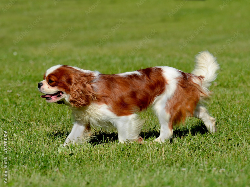 Cavalier King Charles dog.