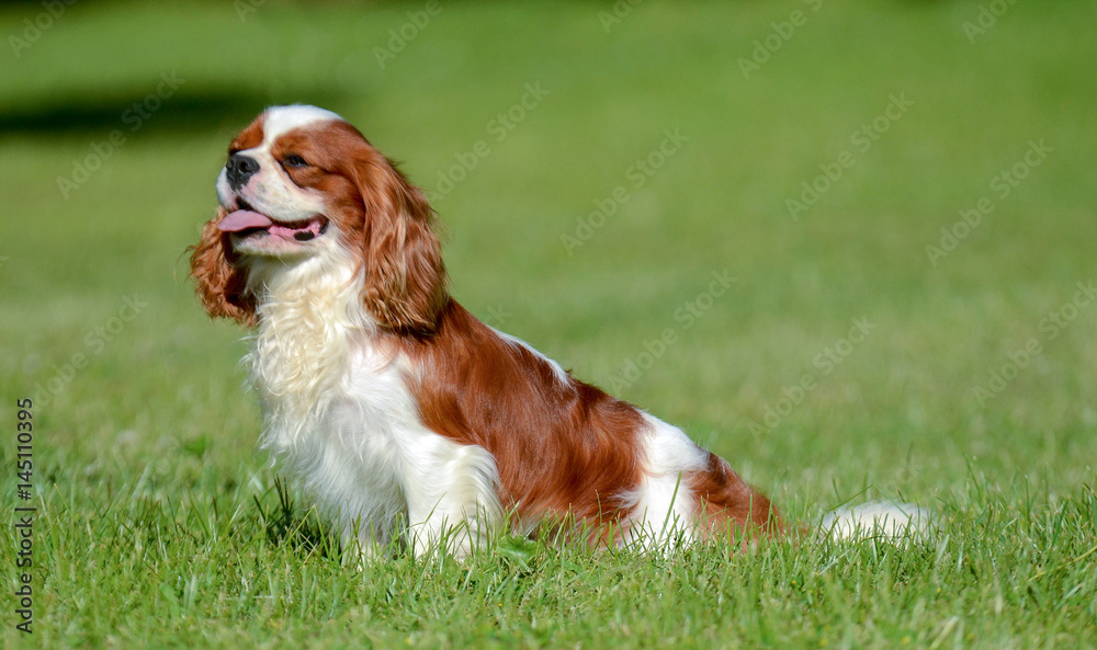 Cavalier King Charles dog.