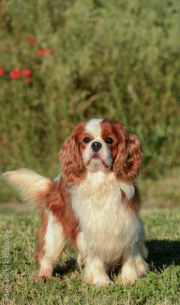 Cavalier King Charles dog. Cavalier King Charles dog.