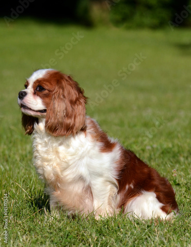 Cavalier King Charles dog.