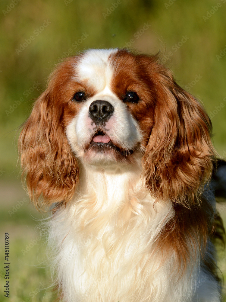 Cavalier King Charles dog. Cavalier King Charles dog.
