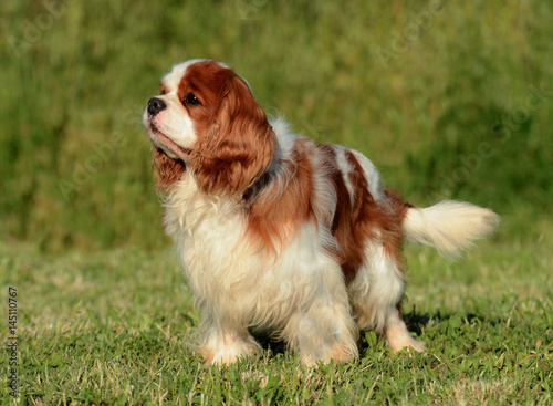 Cavalier King Charles dog.