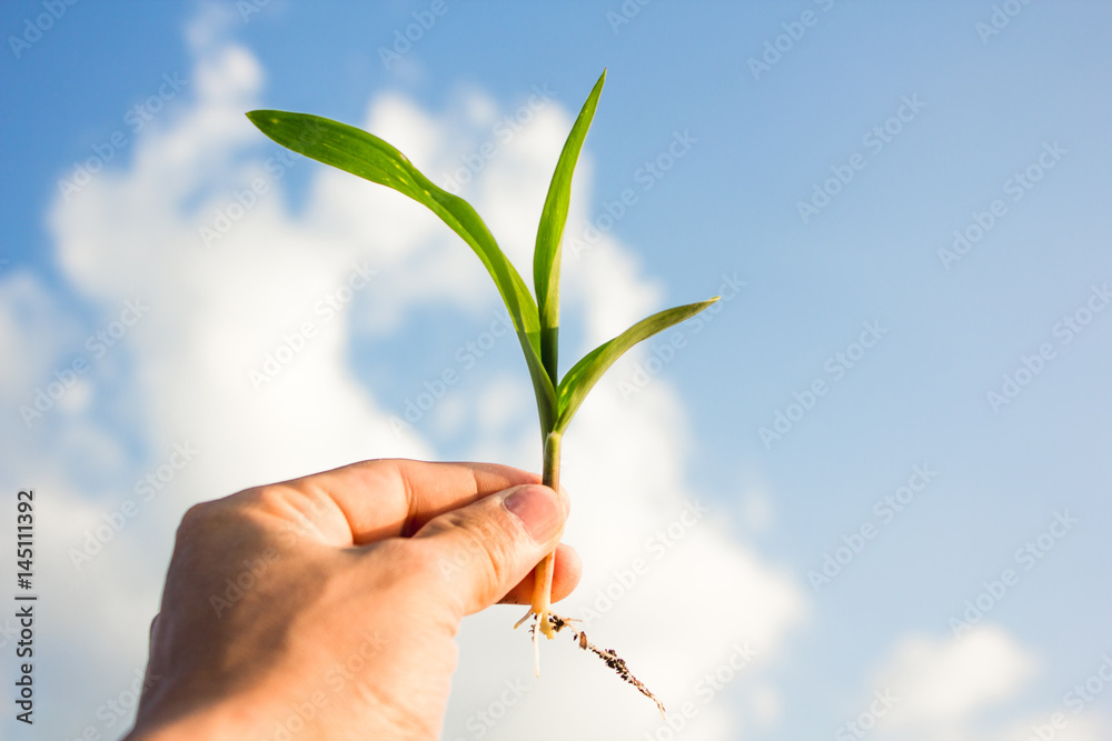 Raise young corn in hand,On the backdrop is a sky with clouds in the sky Raise young corn in hand,On the backdrop is a sky with clouds in the sky