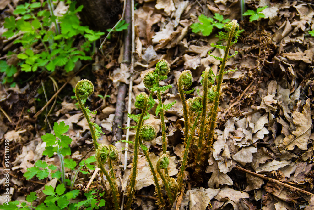 Sprouts of fern in forest