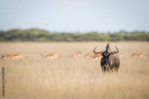 Blue wildebeest starring at the camera.
