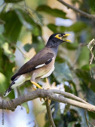 Image of common mynah bird on the branch on nature background. Wild Animals.