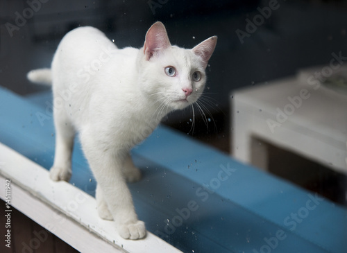 Wallpaper Mural Confused cat's armchair Torontodigital.ca