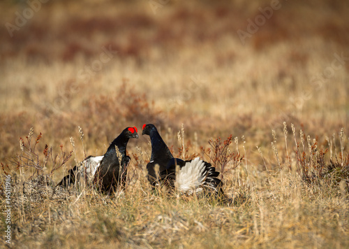 Black grouse - Tetrao tetrix - lek in Norway photo