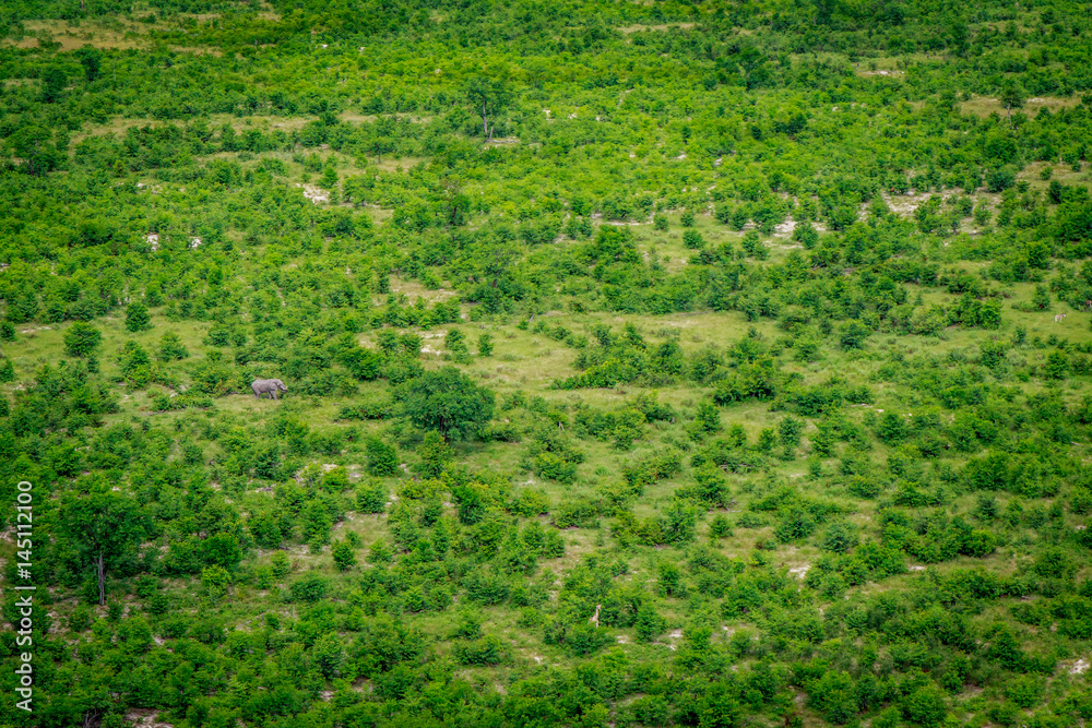 Aerial view of an Elephant in the Okavango. Aerial view of an Elephant in the Okavango.