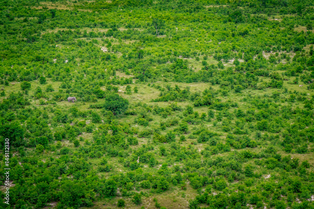 Aerial view of an Elephant in the Okavango. Aerial view of an Elephant in the Okavango.