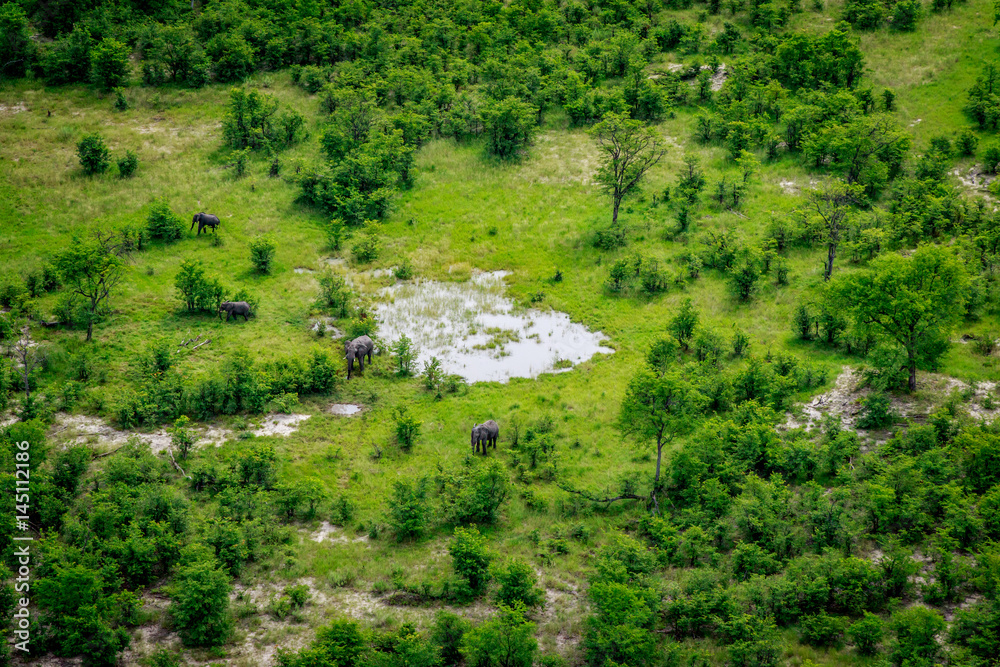 Aerial view of Elephants in the Okavango.