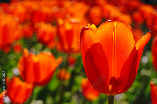 Fototapeta Naklejka Na Ścianę i Meble -   Beautiful red tulips