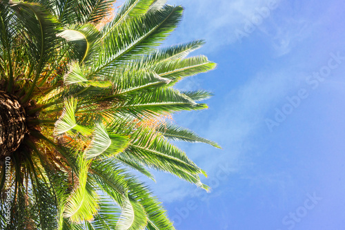 tropical palm tree fresh leaves border on blue sky background
