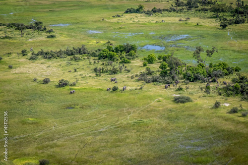 Aerial view of a herd of Elephants. © simoneemanphoto