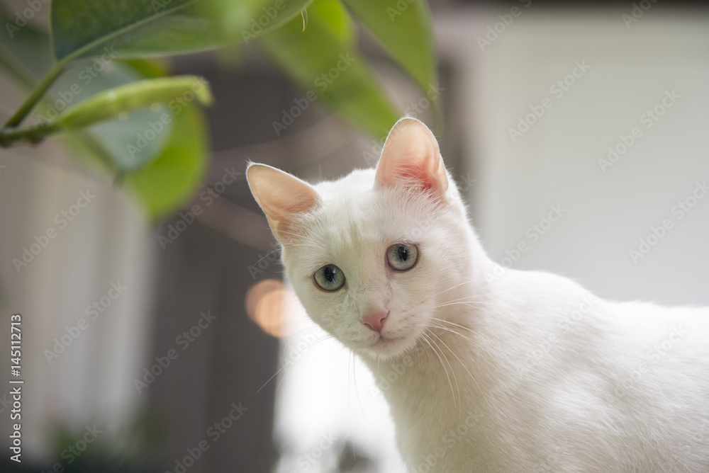 Confused cat sale