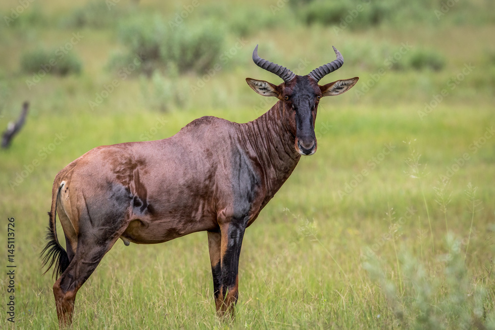 Naklejka premium Starring Tsessebe in the Okavango.