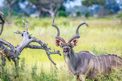 Male Kudu starring at the camera.