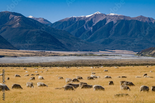 Flock of Sheep in New Zealand photo