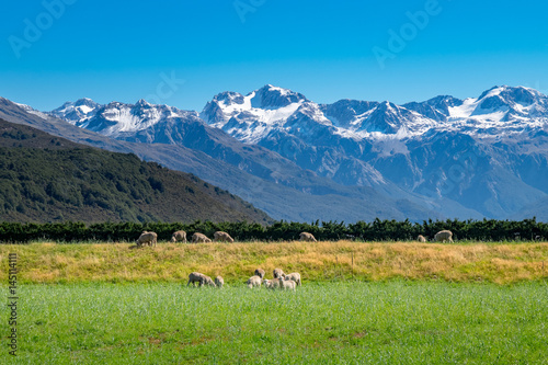 Flock of Sheep in New Zealand