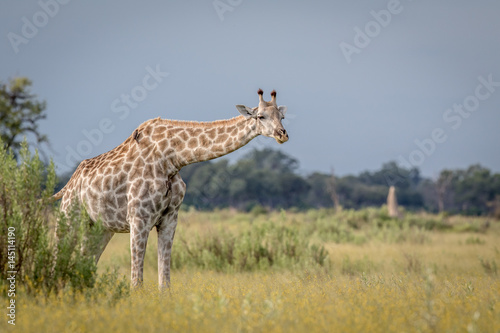 Giraffe in the grass in the Okavango delta.