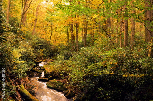 A mountain stream and forest in the autumn
