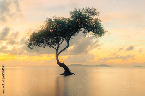 The mangrove tree stands alone in the sea