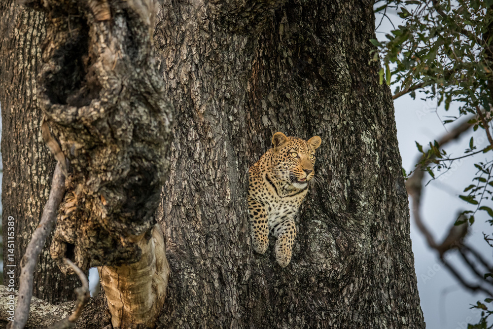 Obraz premium Leopard in a tree in the Okavango delta.