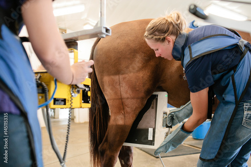 A woman x-raying a horse's back leg