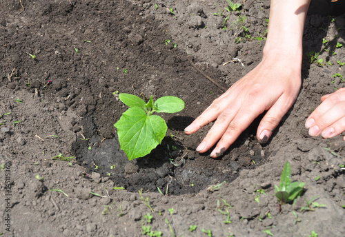 Cucumber planting tips. Cucumbers: Planting, Growing and Harvesting Cucumber Plants.