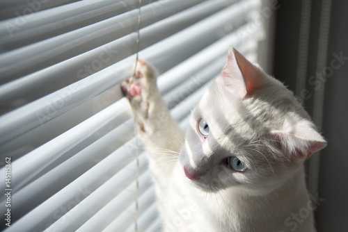 Wallpaper Mural White cat witty look photo Torontodigital.ca