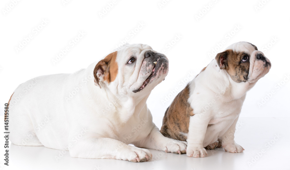 adult and puppy bulldog