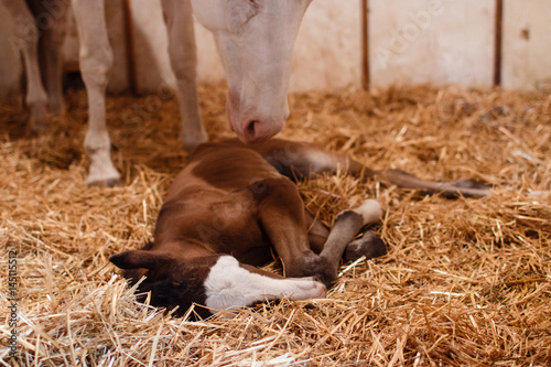 New born foal with mother