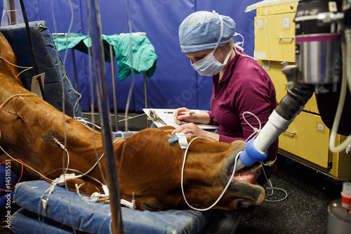 Horse sedated on bed during surgery photo