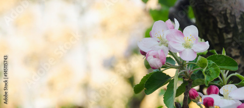 Apple tree flowers and buds