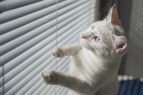 Wallpaper Mural White cat witty look photo Torontodigital.ca