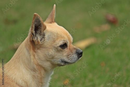 chihuahua kopf portrait im garten