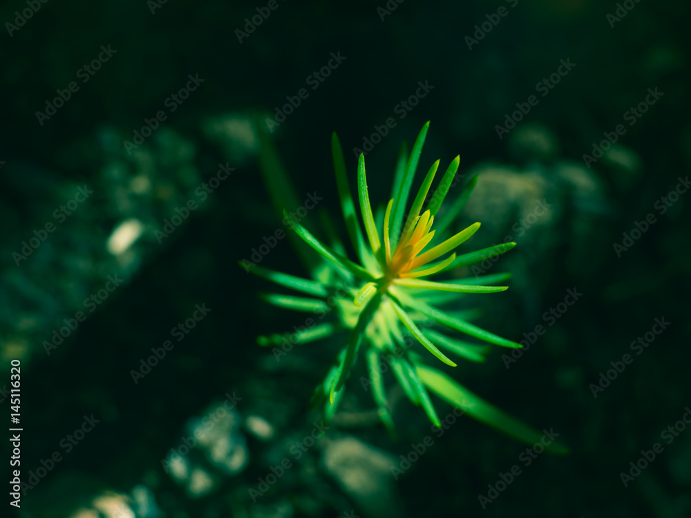 Spruce sprout macro shot growing in pot. Home garden plant Spruce sprout macro shot growing in pot. Home garden plant