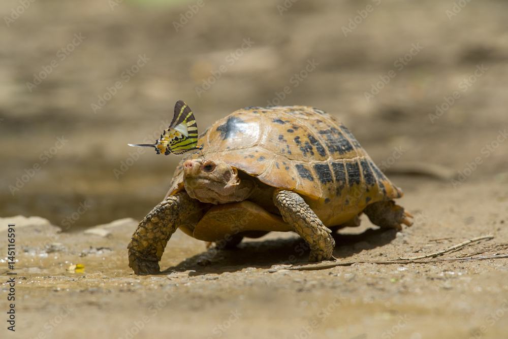 Fototapeta premium Butterfly on the turtle