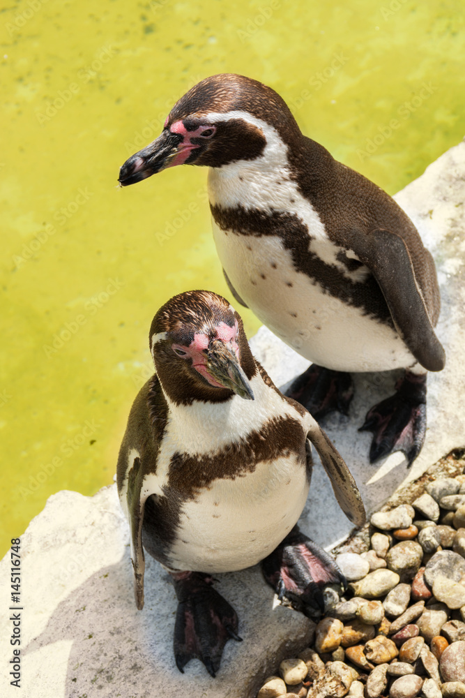 Naklejka premium Two penguins are standing under the sun near the water