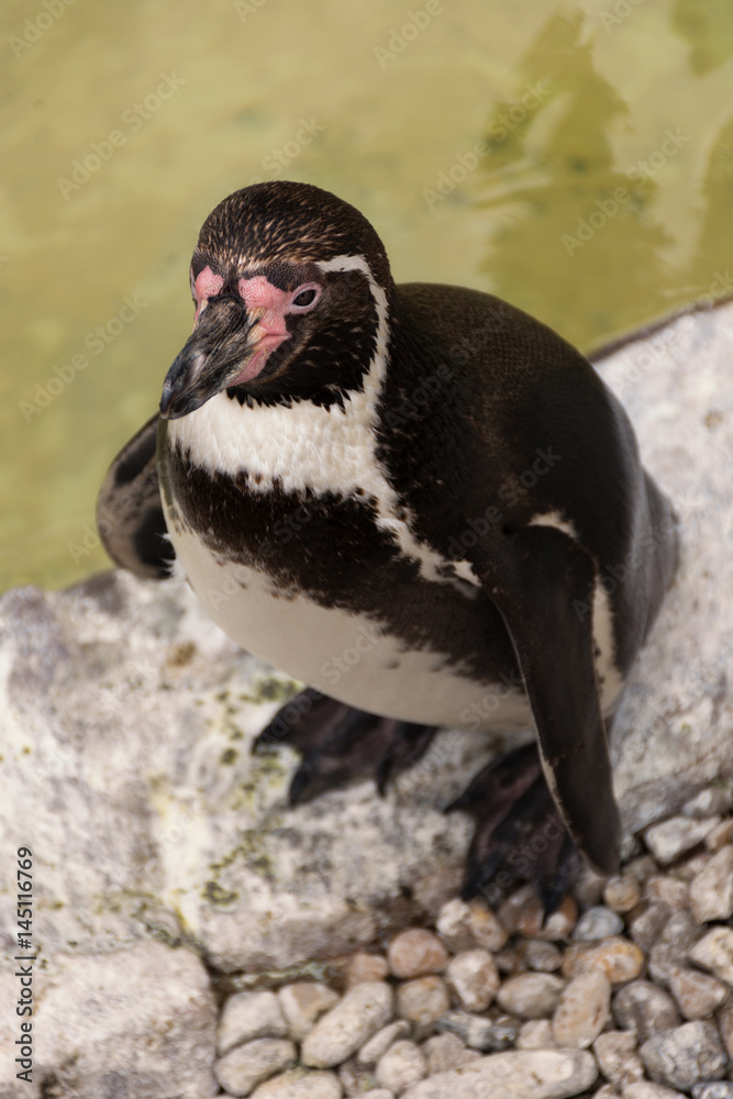 Naklejka premium penguin