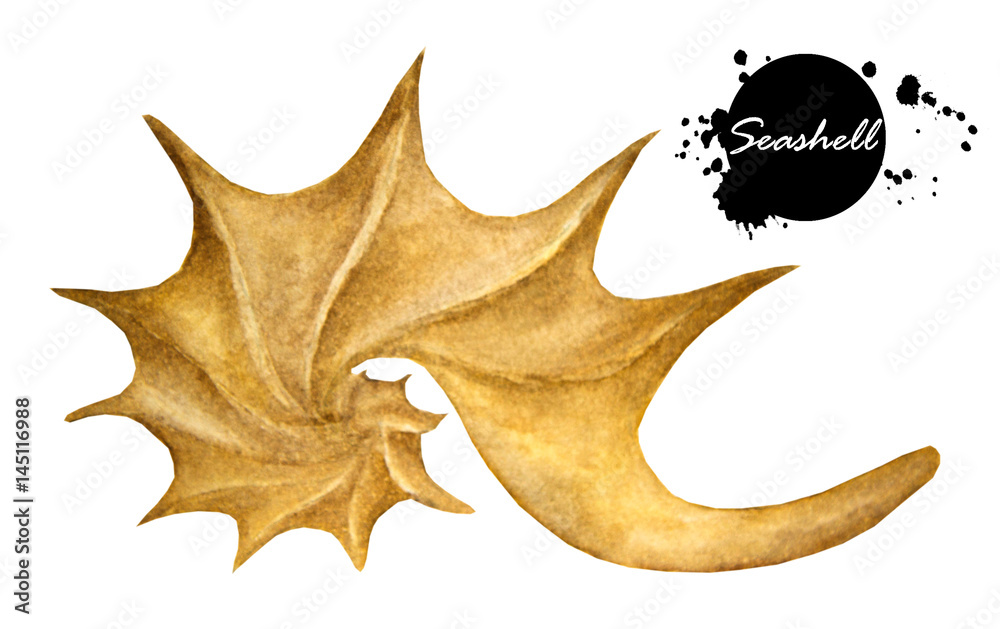 Fototapeta premium Seashell on a white background. Hand painted watercolor. 