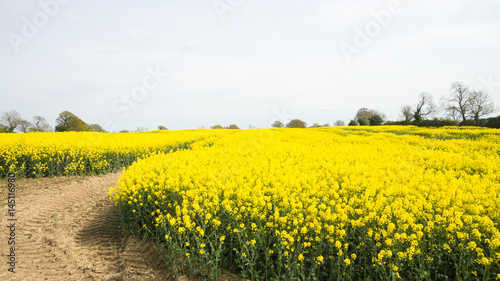 Fototapeta Naklejka Na Ścianę i Meble -  Rapeseed field in the countryside