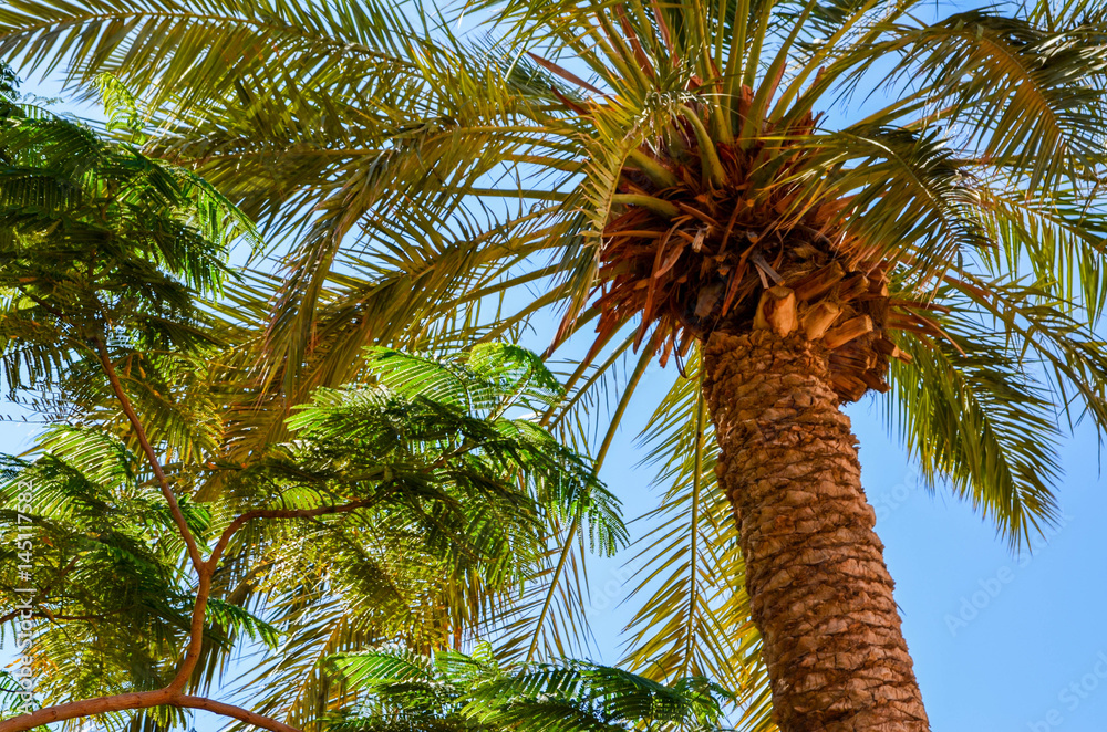 Obraz premium Nature in Israel