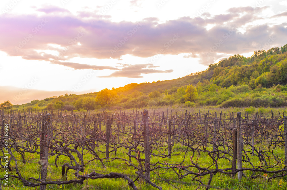 Fototapeta premium Countryside spring landscape overlooking the vineyards and mountains