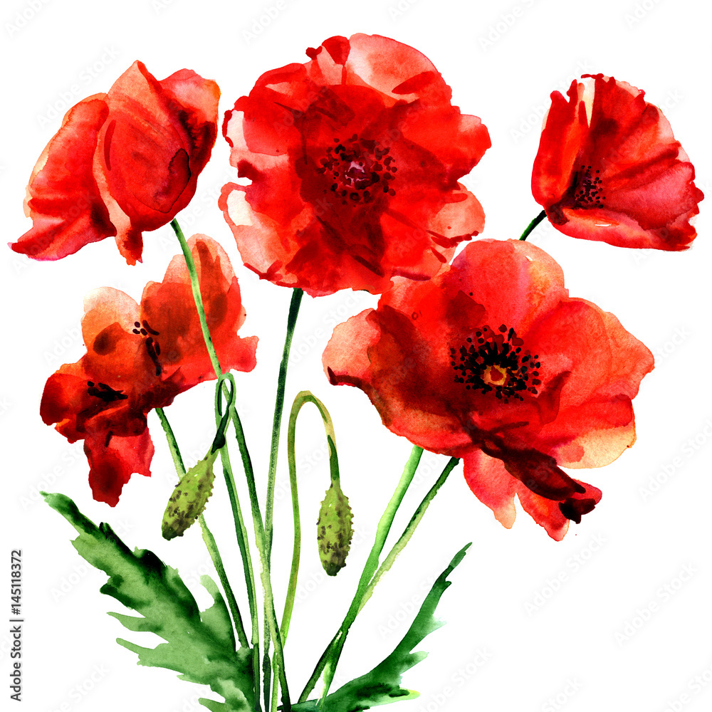 Obraz premium Romantic summer red poppy flower isolated, watercolor illustration on white
