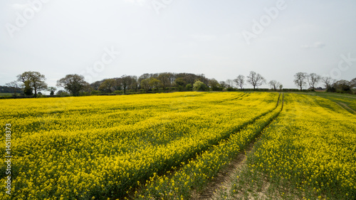 Rapeseed field yellow flowers
